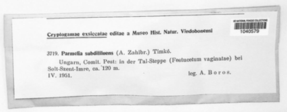 Parmelia subdiffluens image